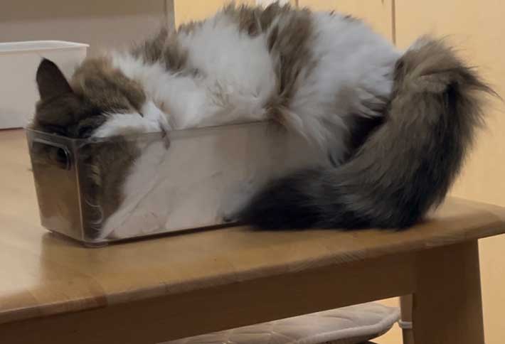箱に半分だけ入った猫