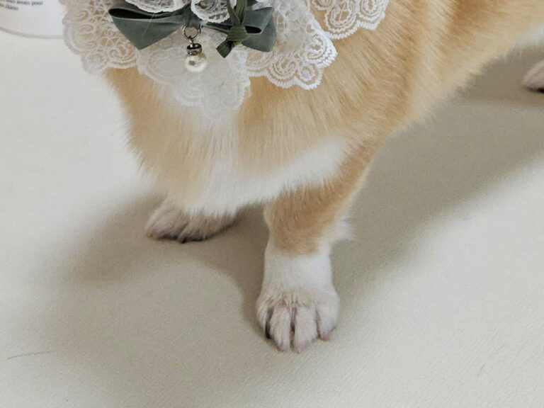 コーギーの写真
