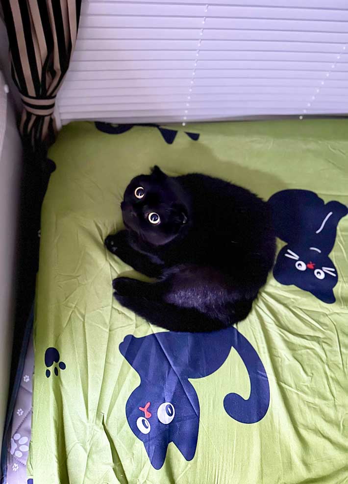 猫