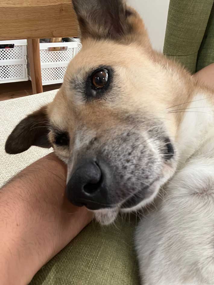 犬の画像