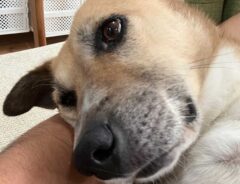 犬の画像