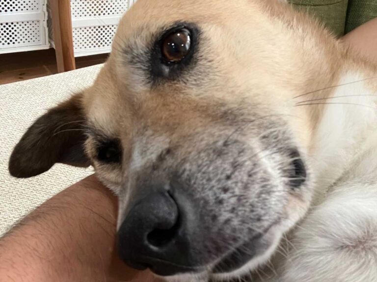 犬の画像