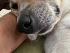 犬の画像