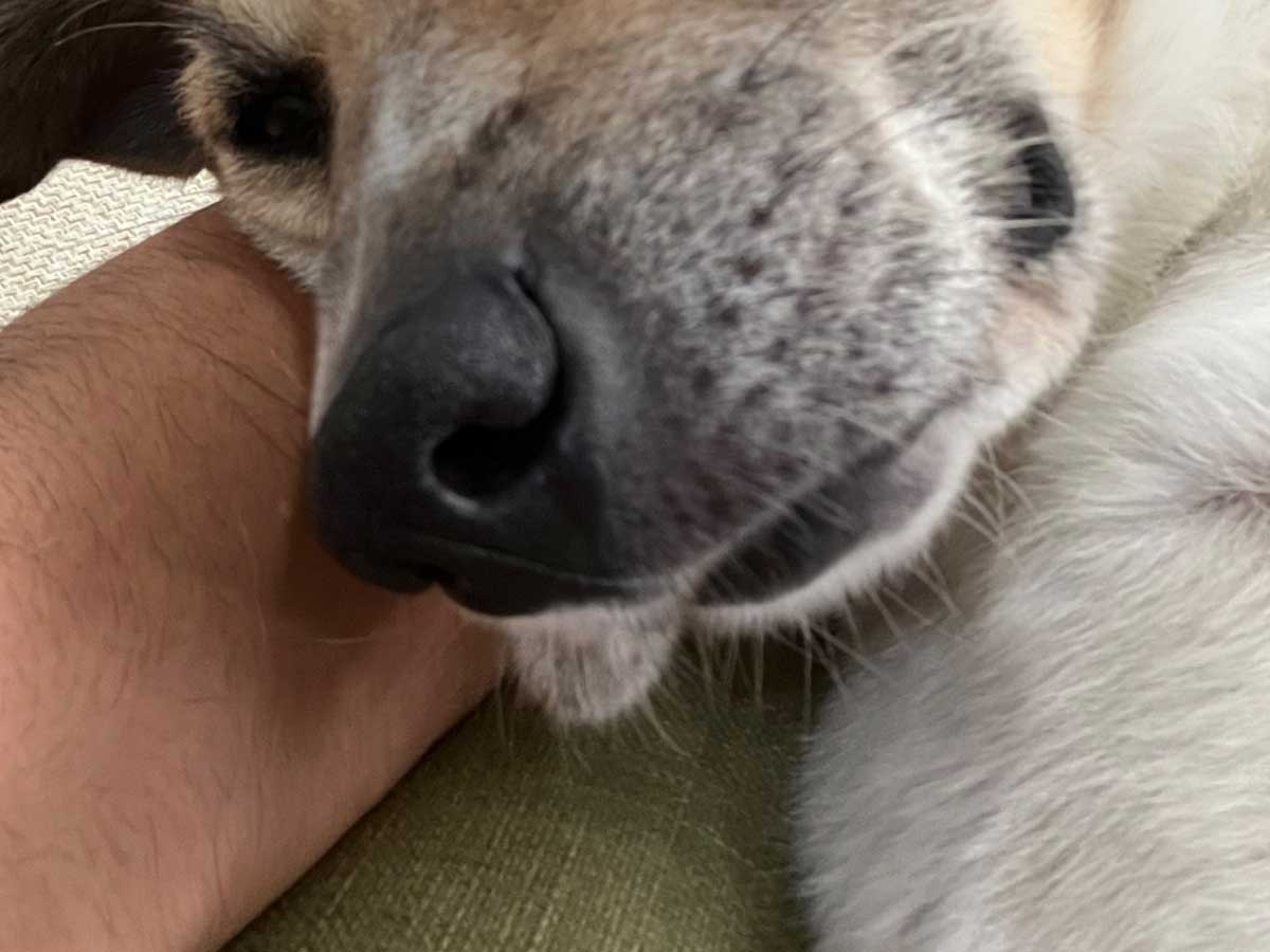 犬の画像