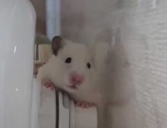 ハムスター
