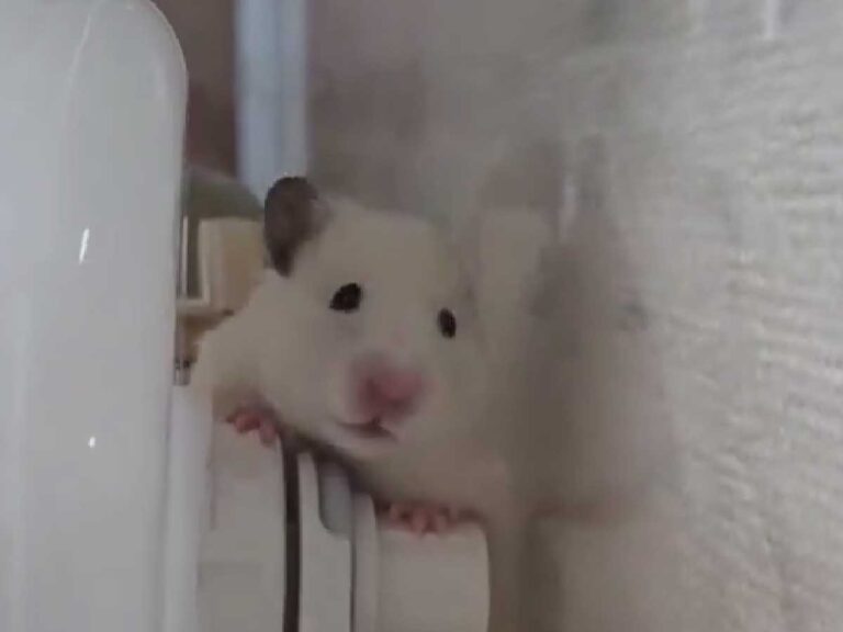 ハムスター