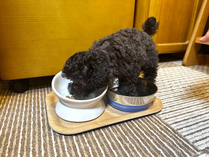 犬の画像
