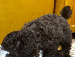 犬の画像