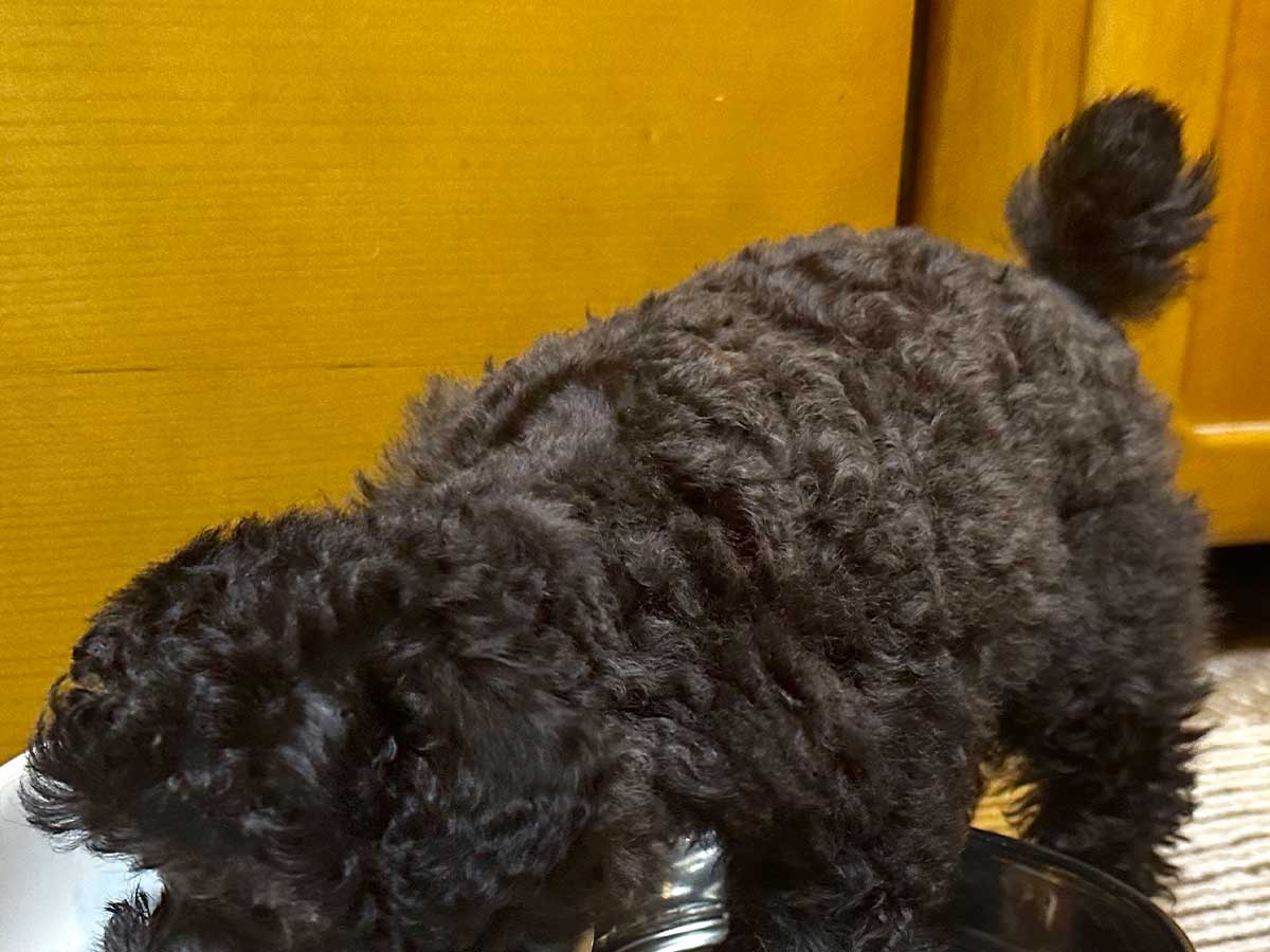 犬の画像