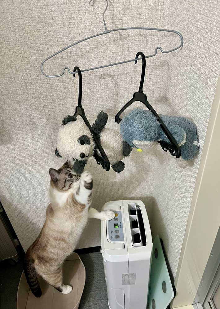 猫の画像