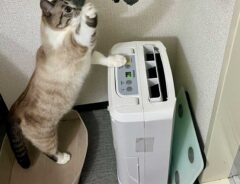 猫の画像