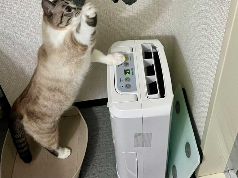 猫の画像
