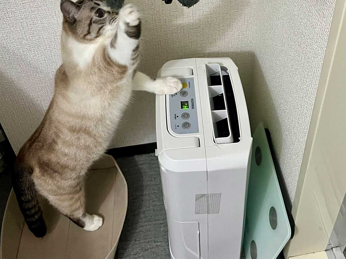 猫の画像