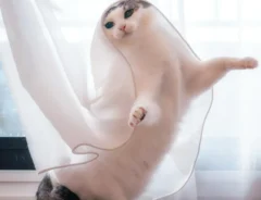 kazutoshi_ono_photoさんの投稿写真