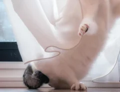 シスター猫