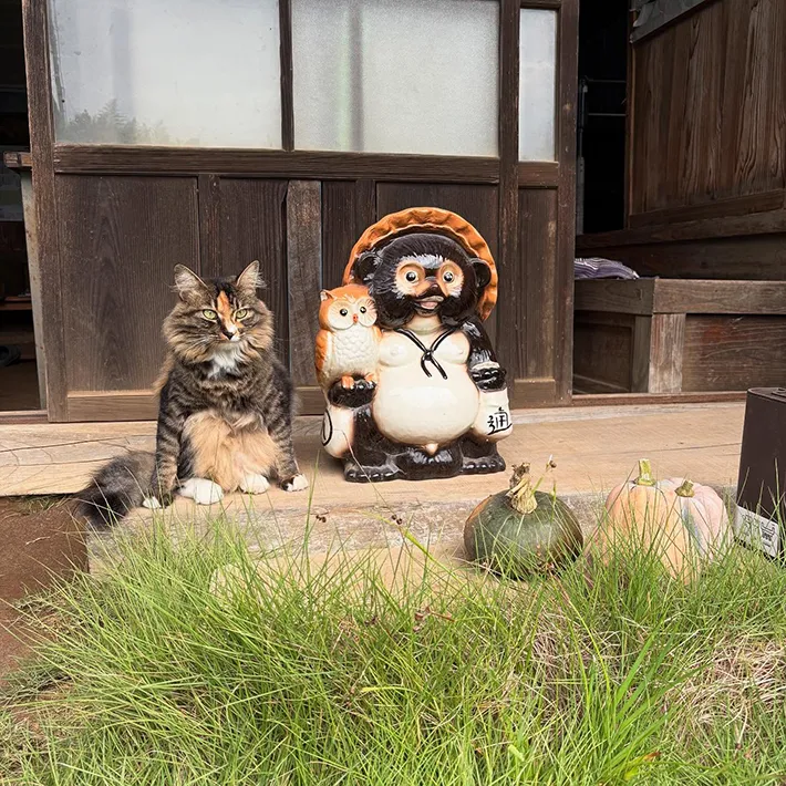 猫とタヌキ