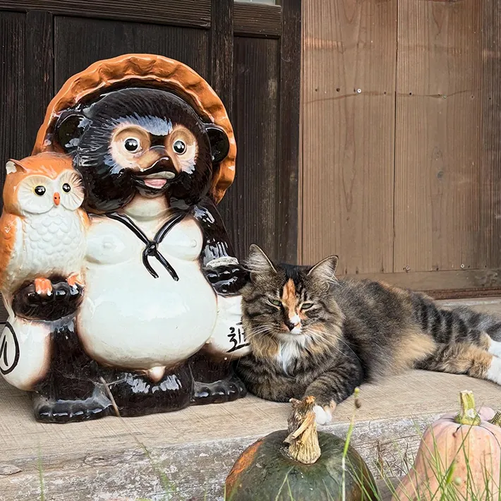 猫とタヌキ