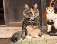 猫とタヌキ