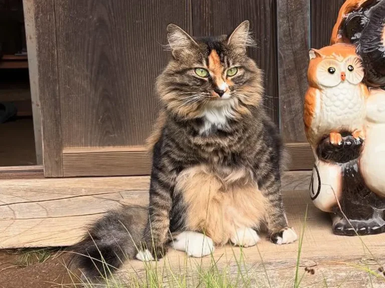 猫とタヌキ