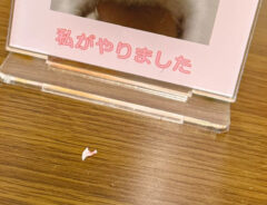 猫のアクリルスタンド