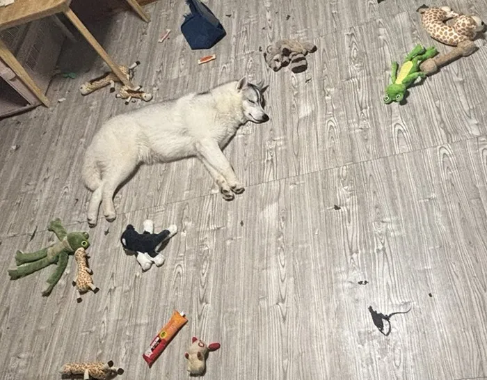 遊び疲れて眠る犬の写真