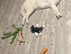 遊び疲れて眠る犬の写真