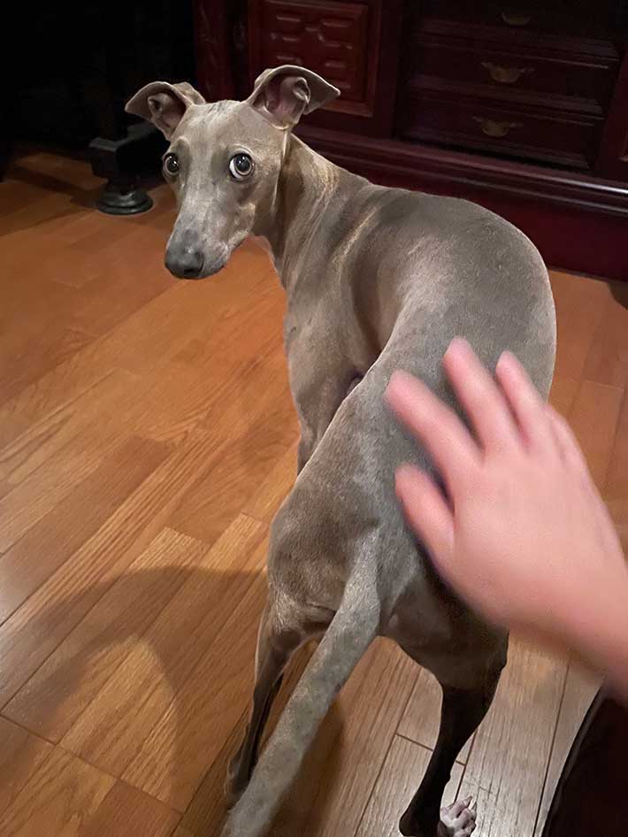 犬の写真
