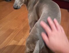 犬の写真