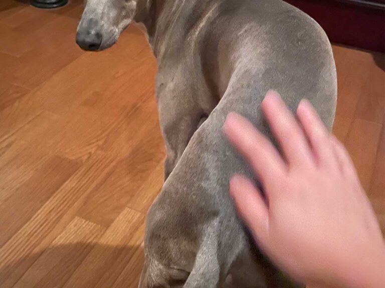 犬の写真