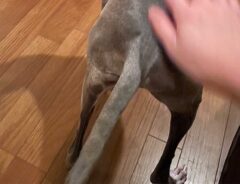 犬の写真