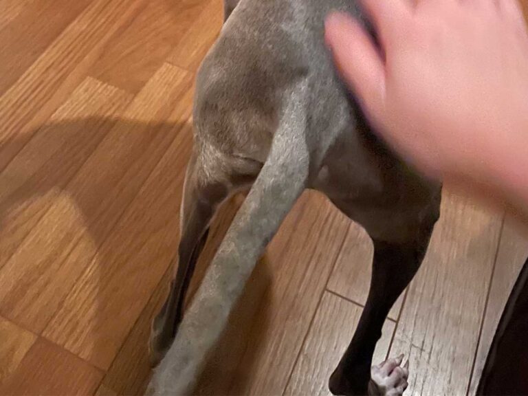 犬の写真