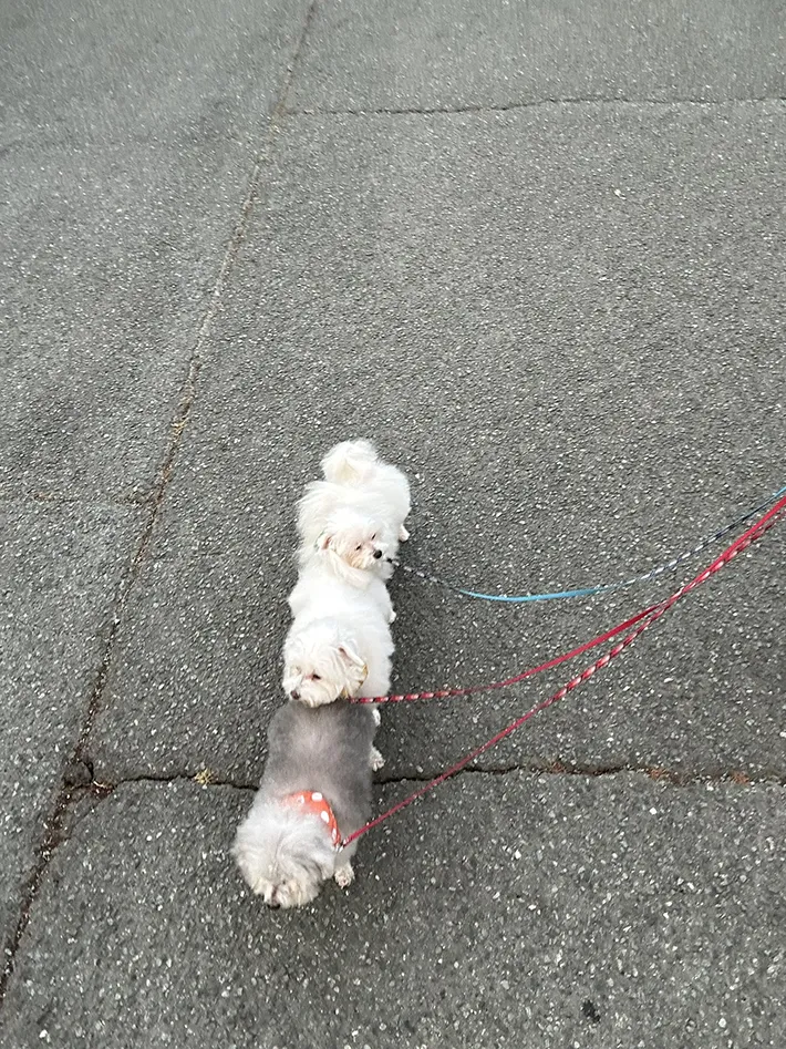 一列になって散歩する犬の写真