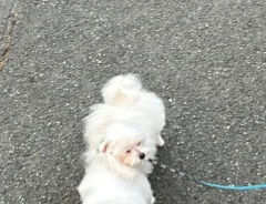 散歩中の犬の写真