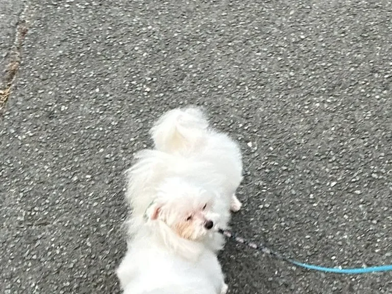 散歩中の犬の写真