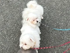 散歩中の犬の写真