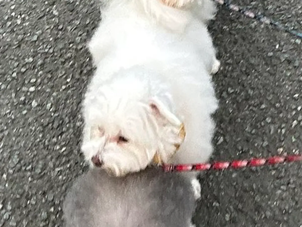 散歩中の犬の写真