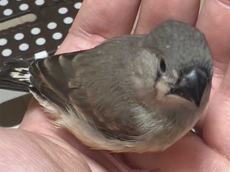 キンカチョウの画像