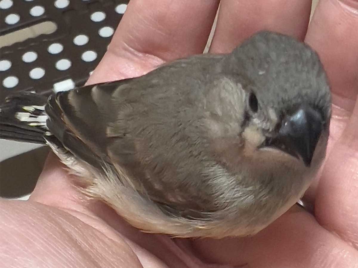 キンカチョウの画像