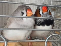 キンカチョウの画像