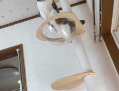猫の画像