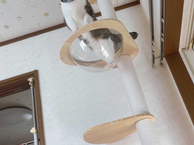 猫の画像