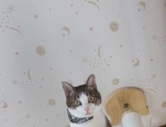 猫の画像