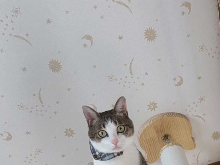 猫の画像