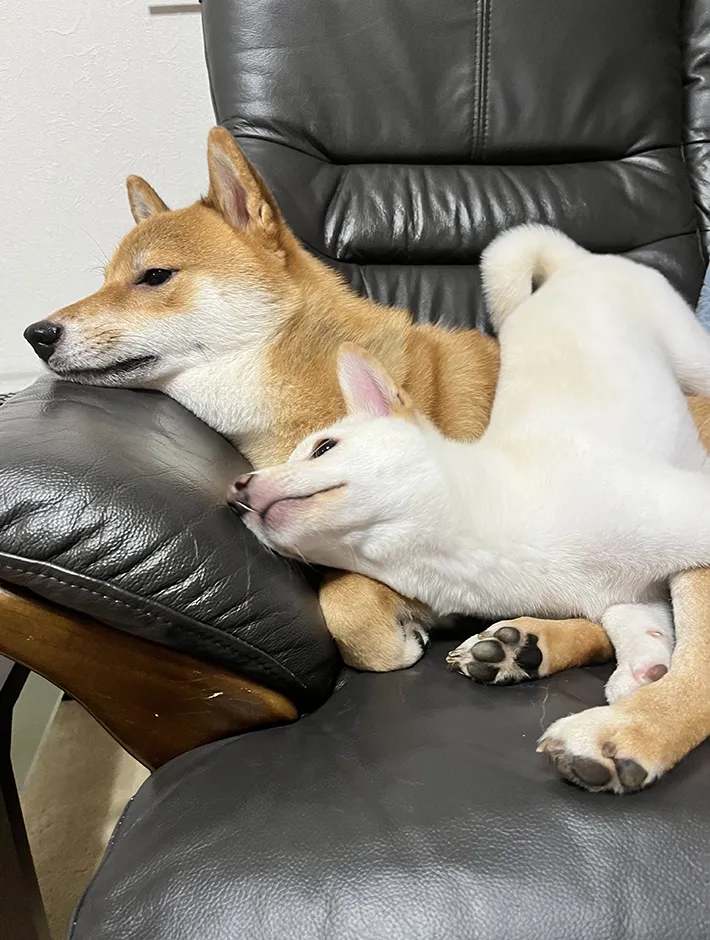 2匹の柴犬