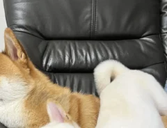 2匹の柴犬