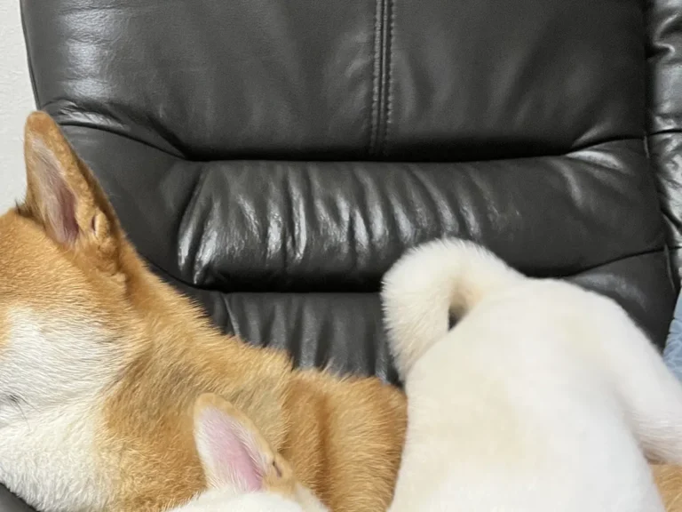 2匹の柴犬