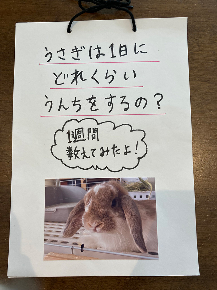 自由研究の写真