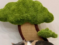 猫のむぎちゃん