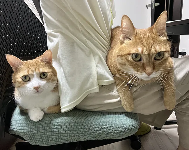 猫
