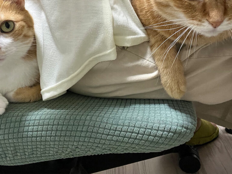 猫